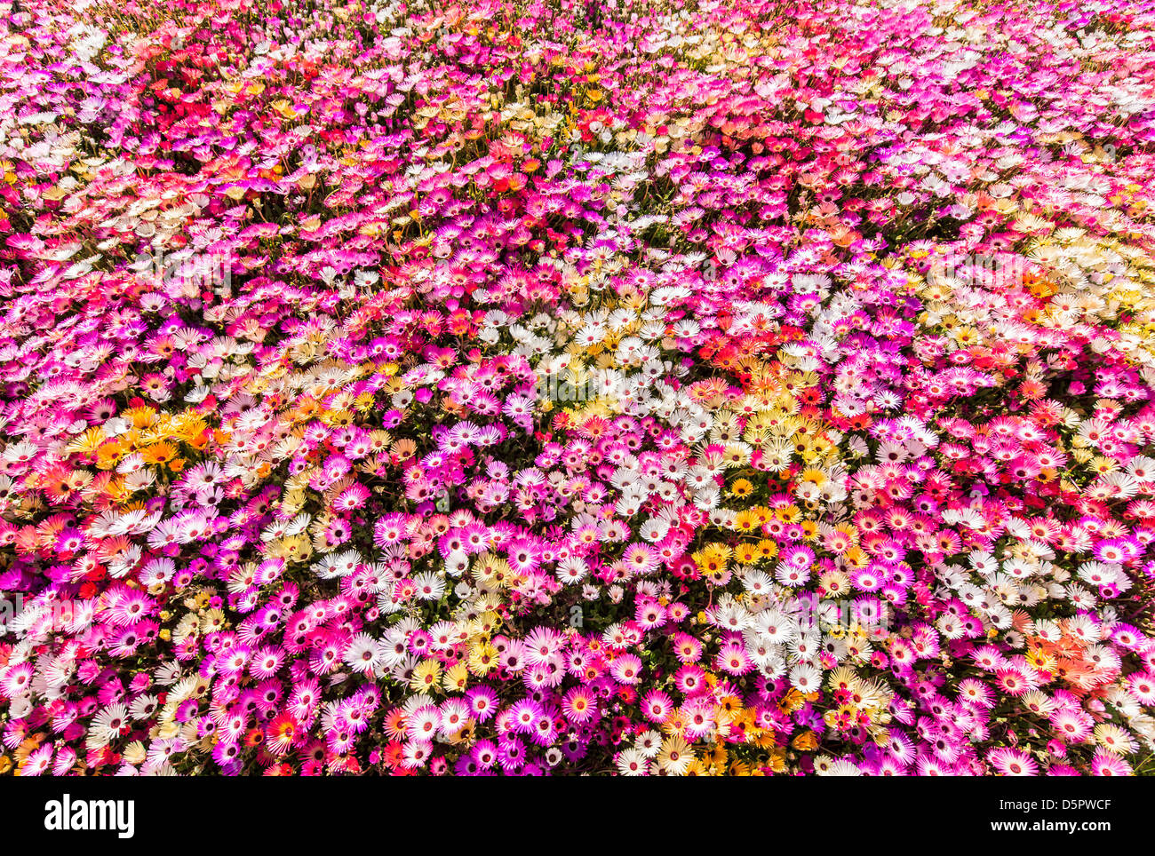 Multi farbige Gänseblümchen an einem sonnigen Tag Stockfoto