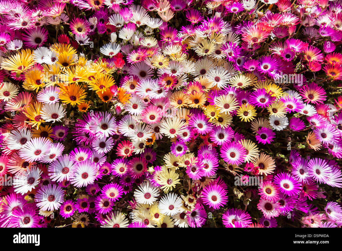 Multi farbige Gänseblümchen an einem sonnigen Tag Stockfoto