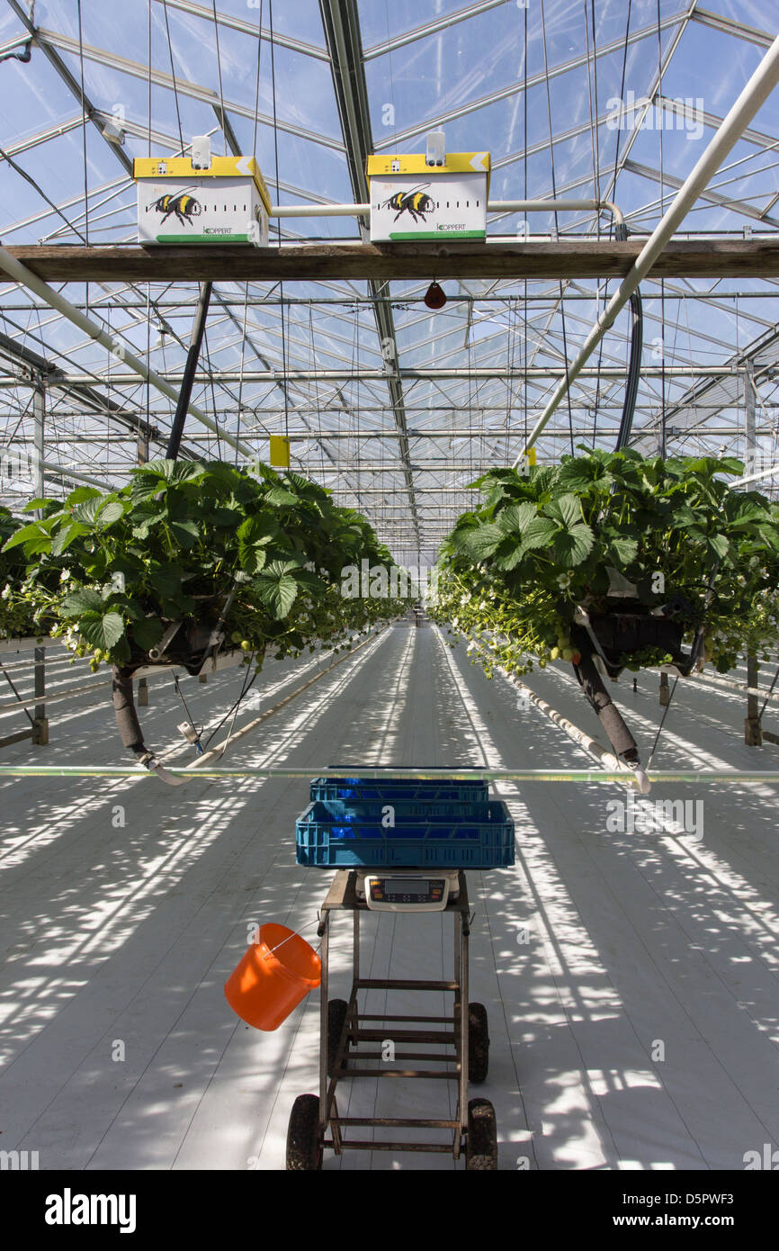 Anbau von Erdbeeren Mitte Luft in ein professionelles Gewächshaus mit Hummel Nesselsucht und Transportbehälter bereit Stockfoto