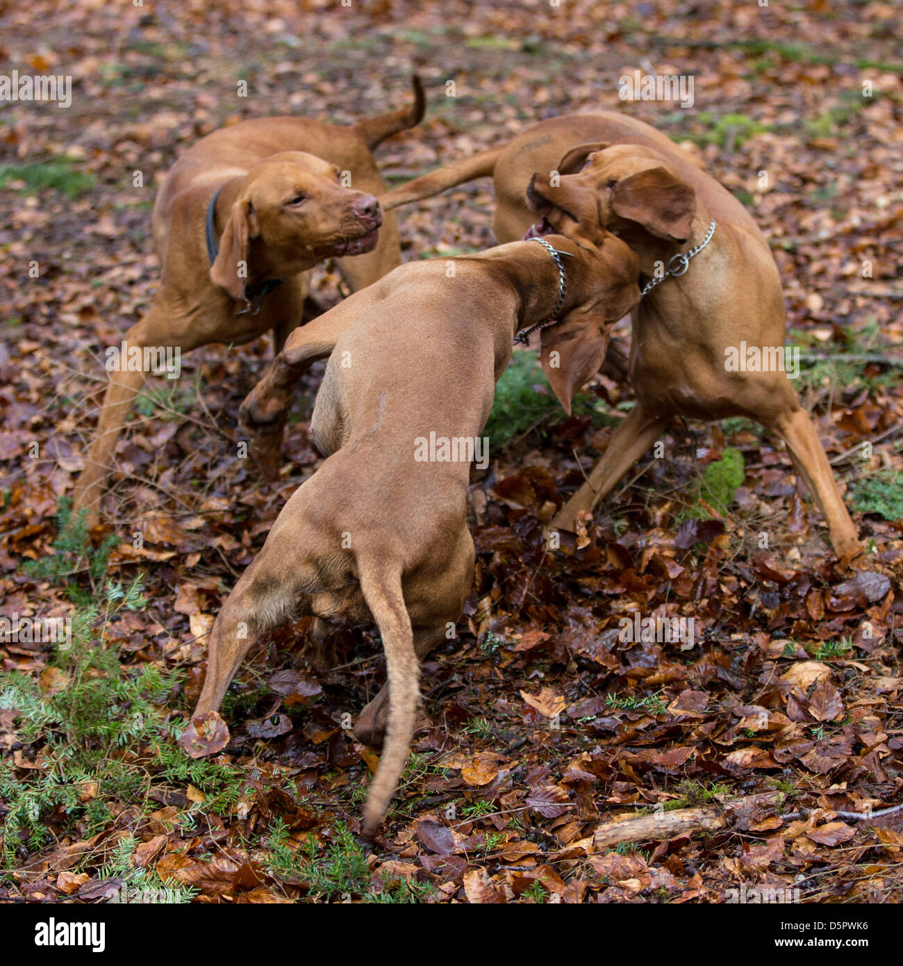 Drei ungarische Vizsla Hunde spielen zusammen in einer waldreichen Umgebung. Stockfoto