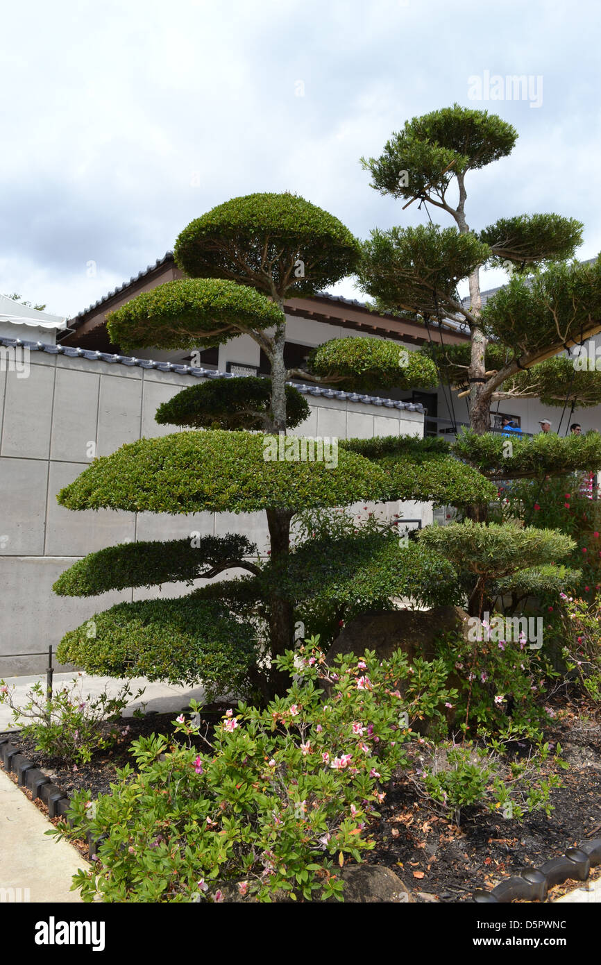 Japanische Baum Stockfoto