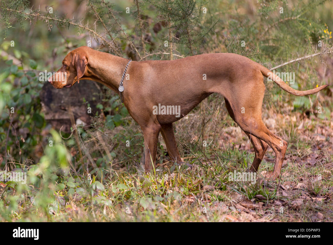 Ein Magyar Vizsla Jagdhund Jagd. Stockfoto