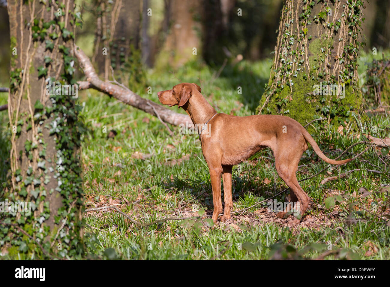 Eine Warnung Vizsla Jagdhund. Stockfoto