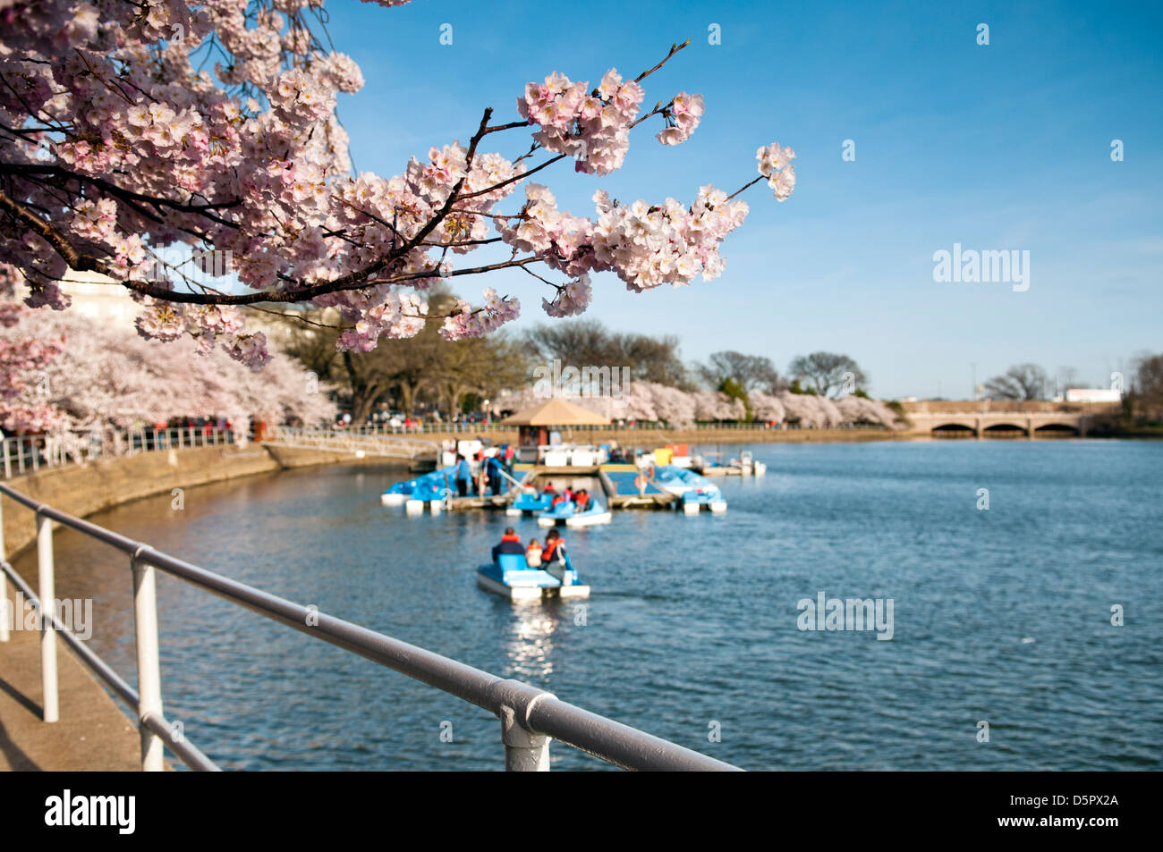 Kirschblüten am Tidal Basin in Washington DC mit Peddle Boote im Hintergrund Stockfoto