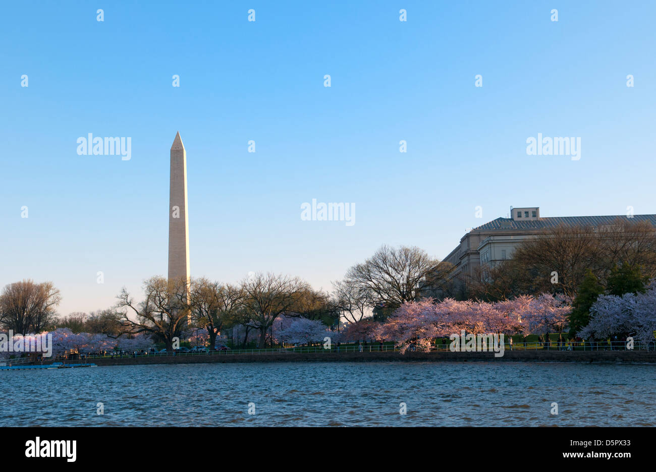 Washington Monument mit Kirschblüten auf dem Gezeiten-Bassin Stockfoto