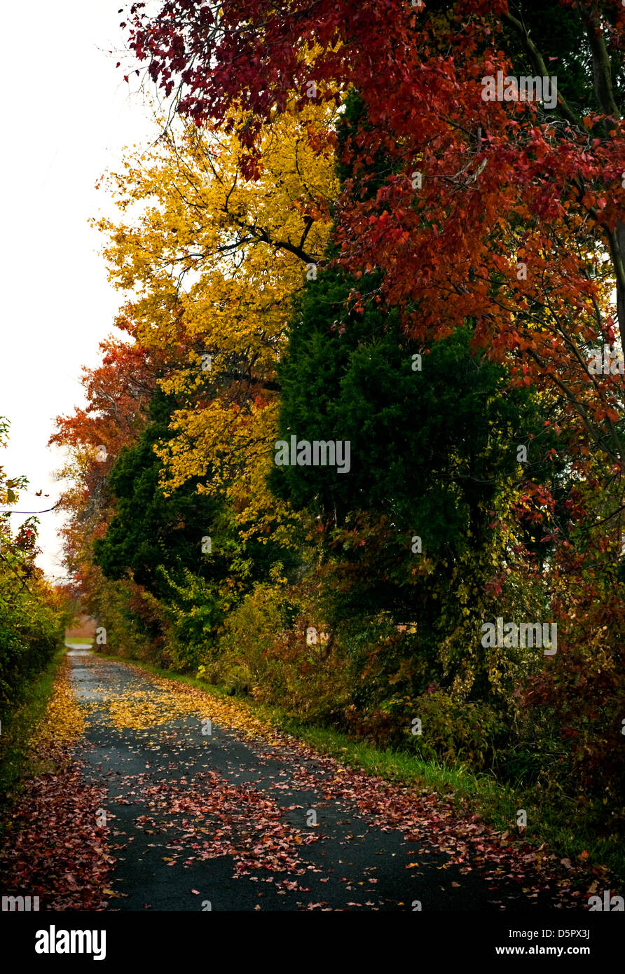 Eine Landstraße mit Herbstfarben Stockfoto