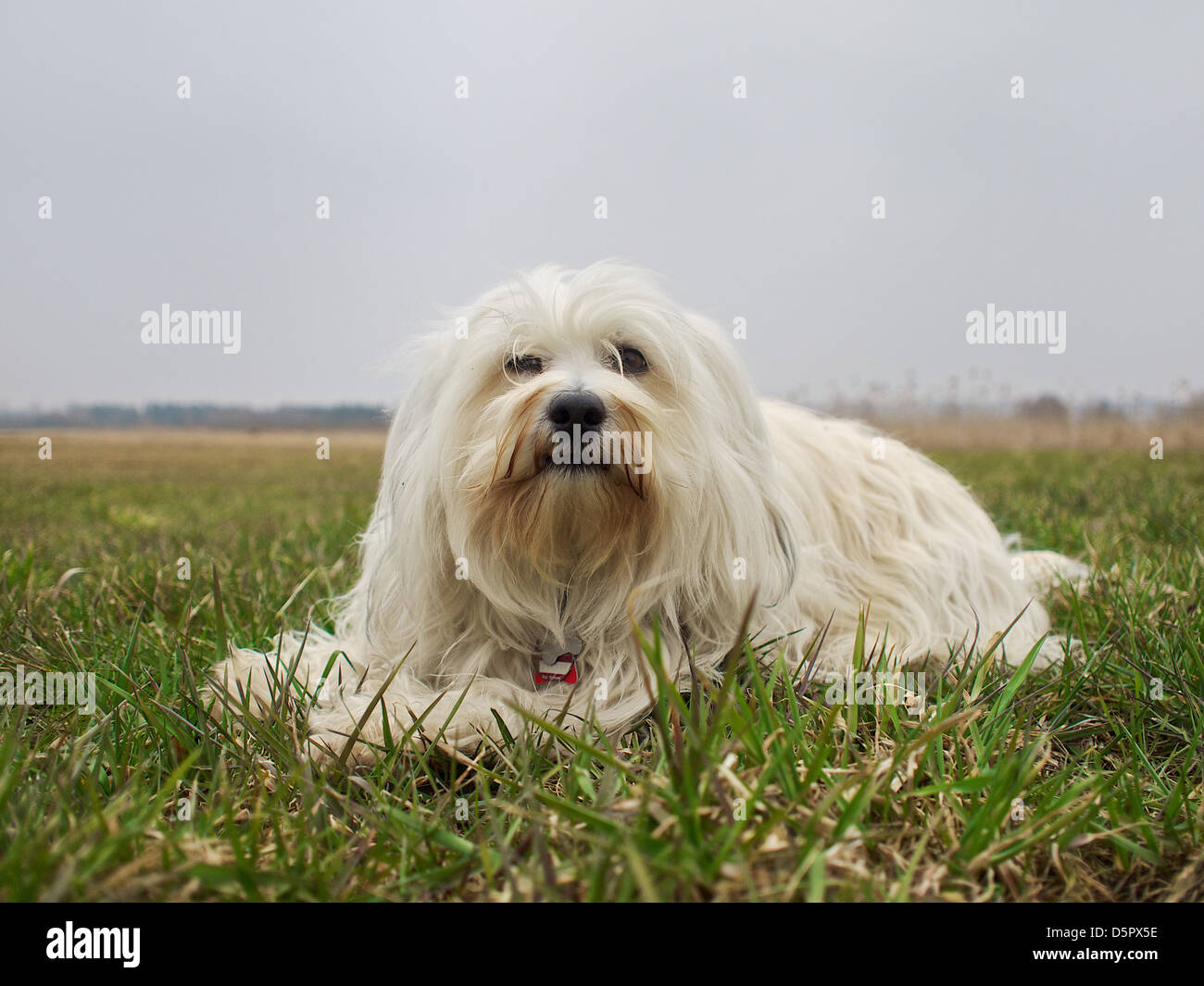 Eine kleine weiße langhaarigen Hund liegend auf einer Wiese Stockfoto