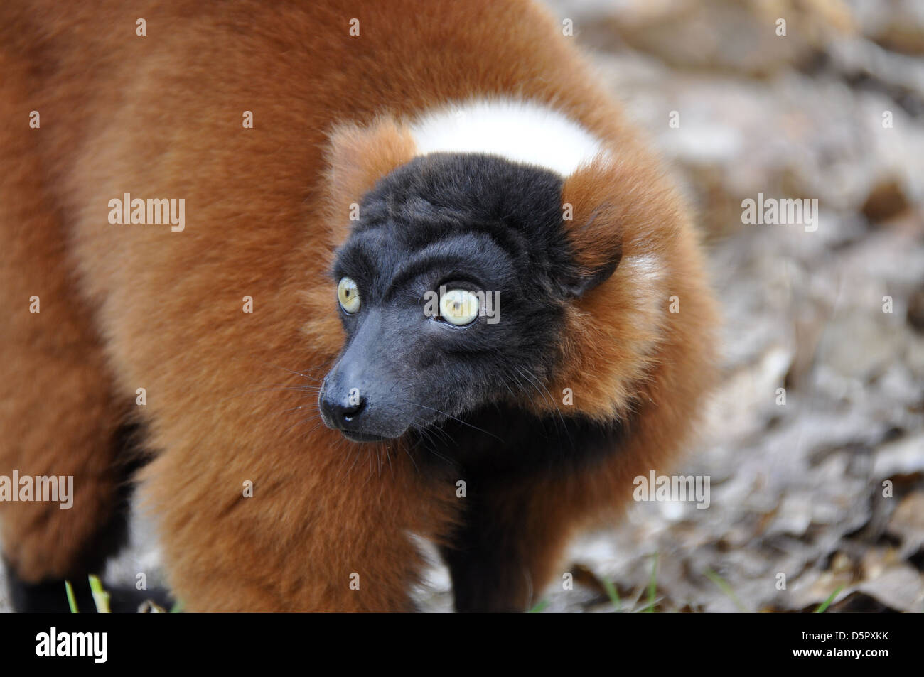 Roten Lemur Vari Affen Menschen betrachten Stockfoto