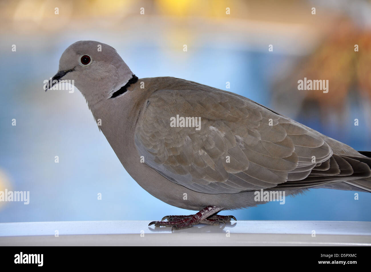 Graue Turteltaube mit roten Beinen im Garten Stockfoto