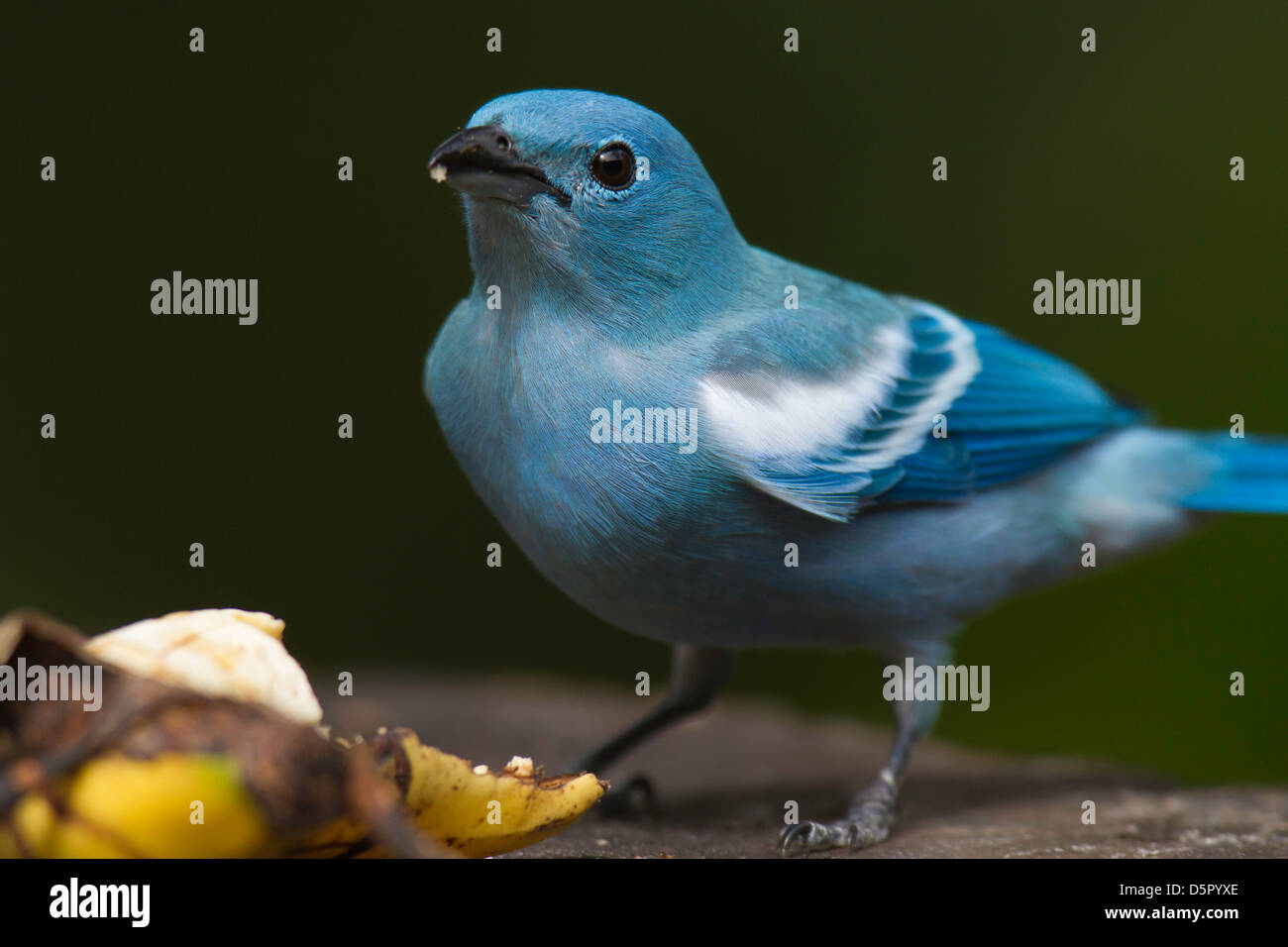Blau-grau Tanager (Thraupis Episcopus) auf einem Vogel Tisch Stockfoto