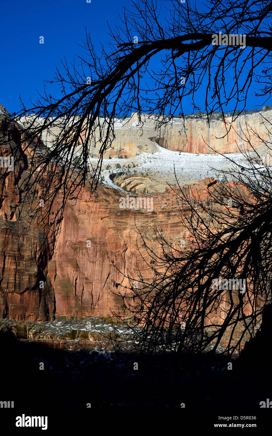 Silhouette der Äste gegen rote Sandstein. Zion Nationalpark, Utah, USA. Stockfoto