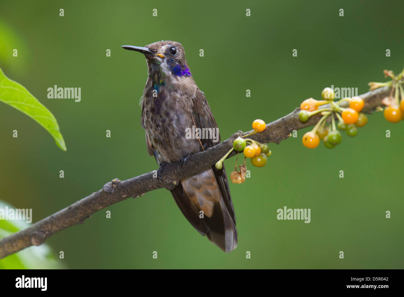 Braun Violetear (Colibri Delphinae) thront auf einem Ast Stockfoto