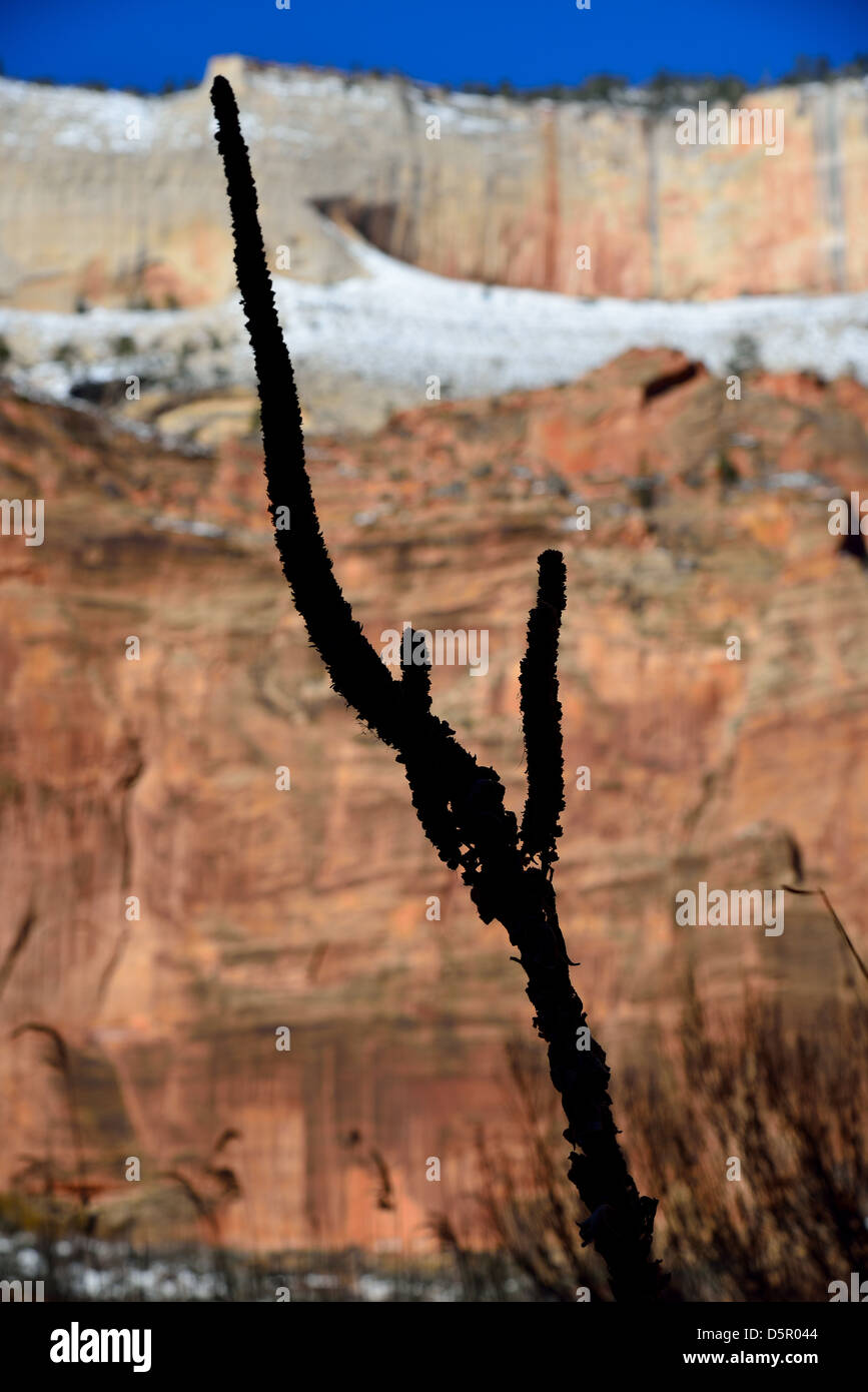 Silhouette der Wüstenpflanze gegen rote Sandstein. Zion Nationalpark, Utah, USA. Stockfoto