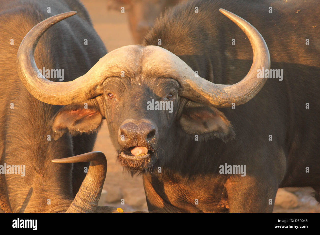 Buffalo-Blendung Stockfoto