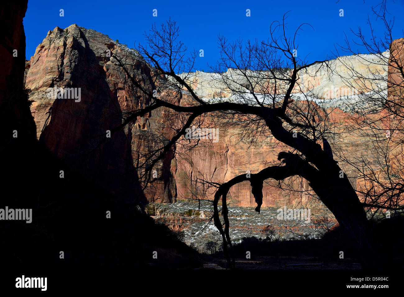 Silhouette der Äste gegen rote Sandstein. Zion Nationalpark, Utah, USA. Stockfoto