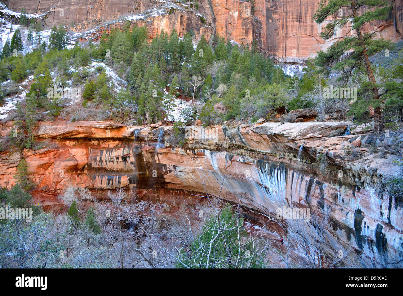 Roter Sandstein am unteren Emerald Pool. Zion Nationalpark, Utah, USA. Stockfoto