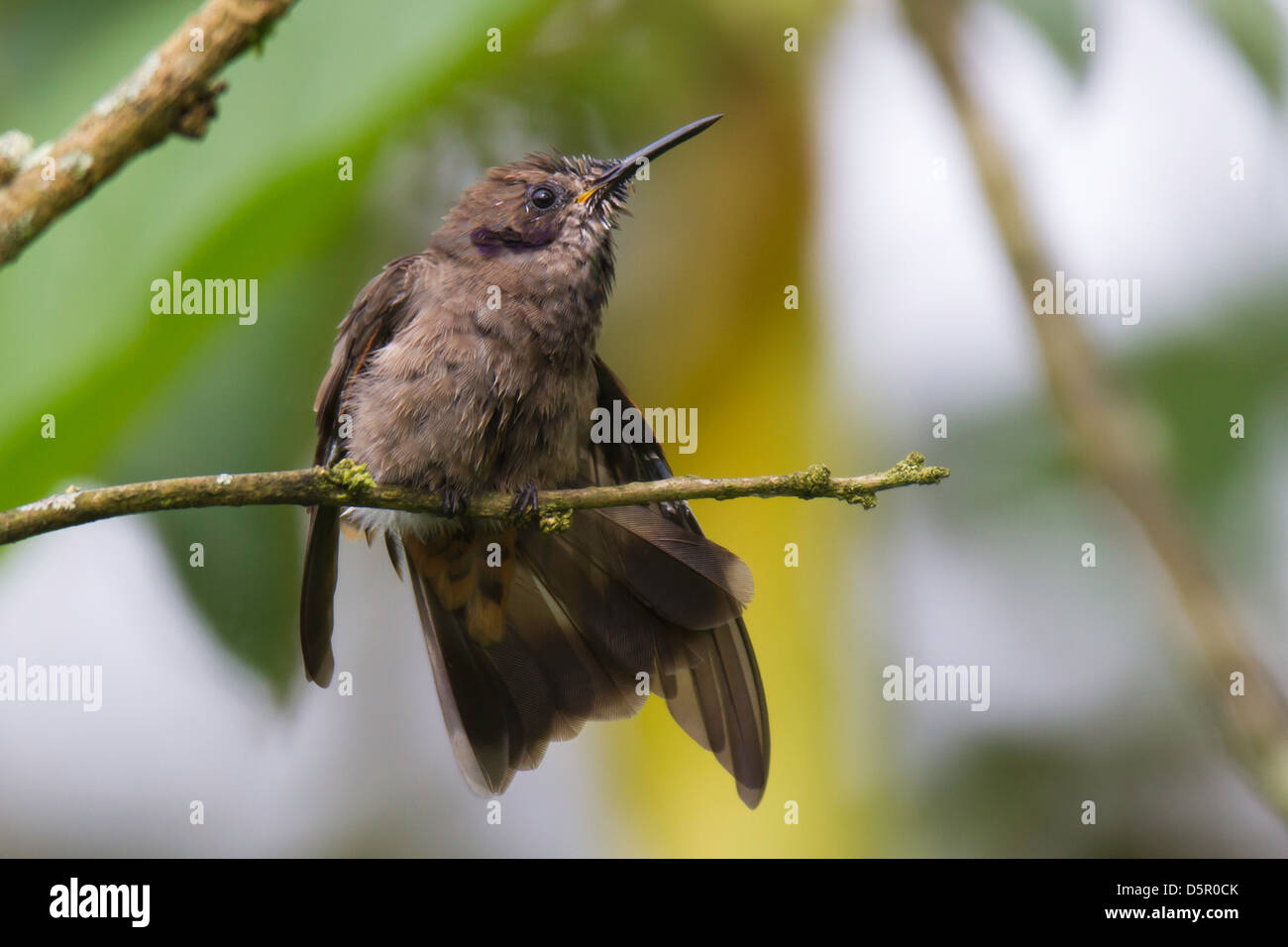 Braun Violetear (Colibri Delphinae) dehnen ihren Flügel Stockfoto