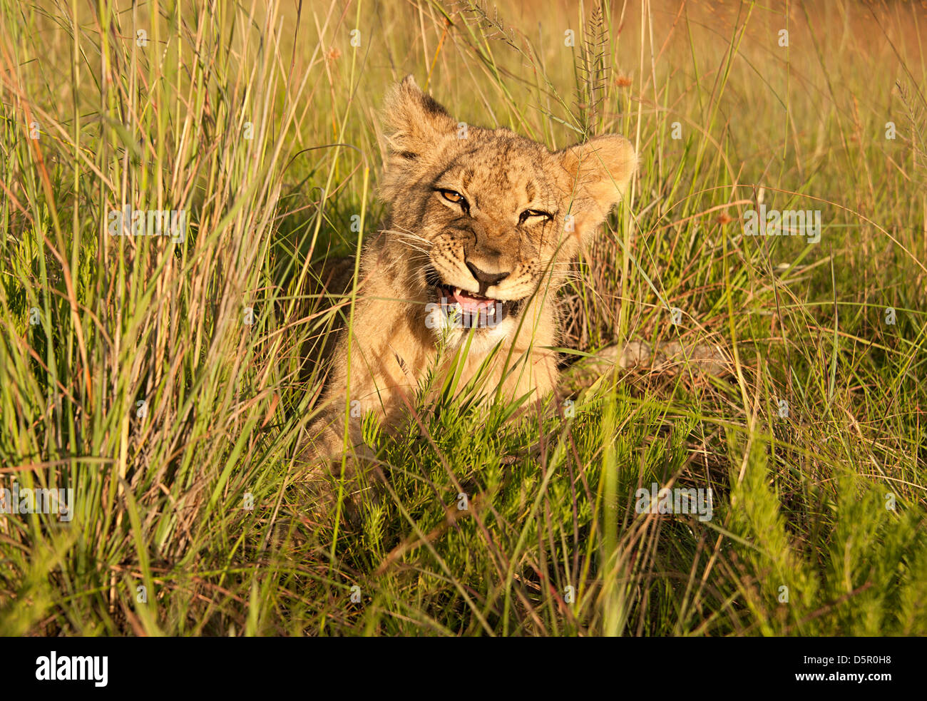 Löwenjunges lange Gras sitzen. Antelope Park, Simbabwe, Afrika. Stockfoto