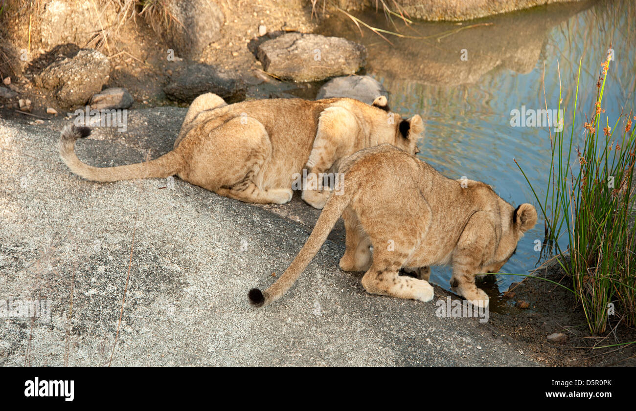 Zwei Löwenbabys trinken in Antelope Park, Simbabwe Stockfoto