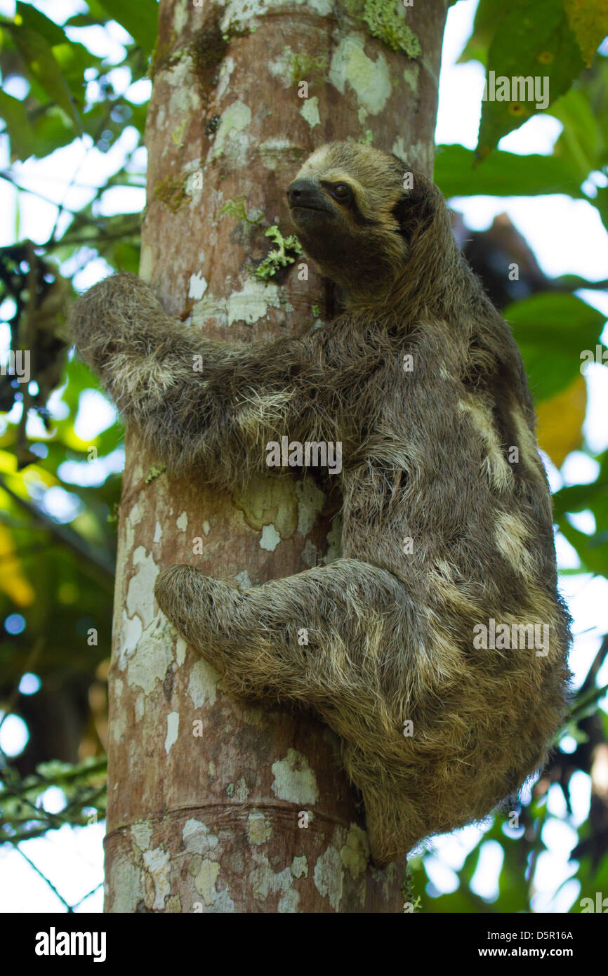 Brown-throated 3-toed Sloth (Bradypus Variegatus) an einem Baumstamm Stockfoto