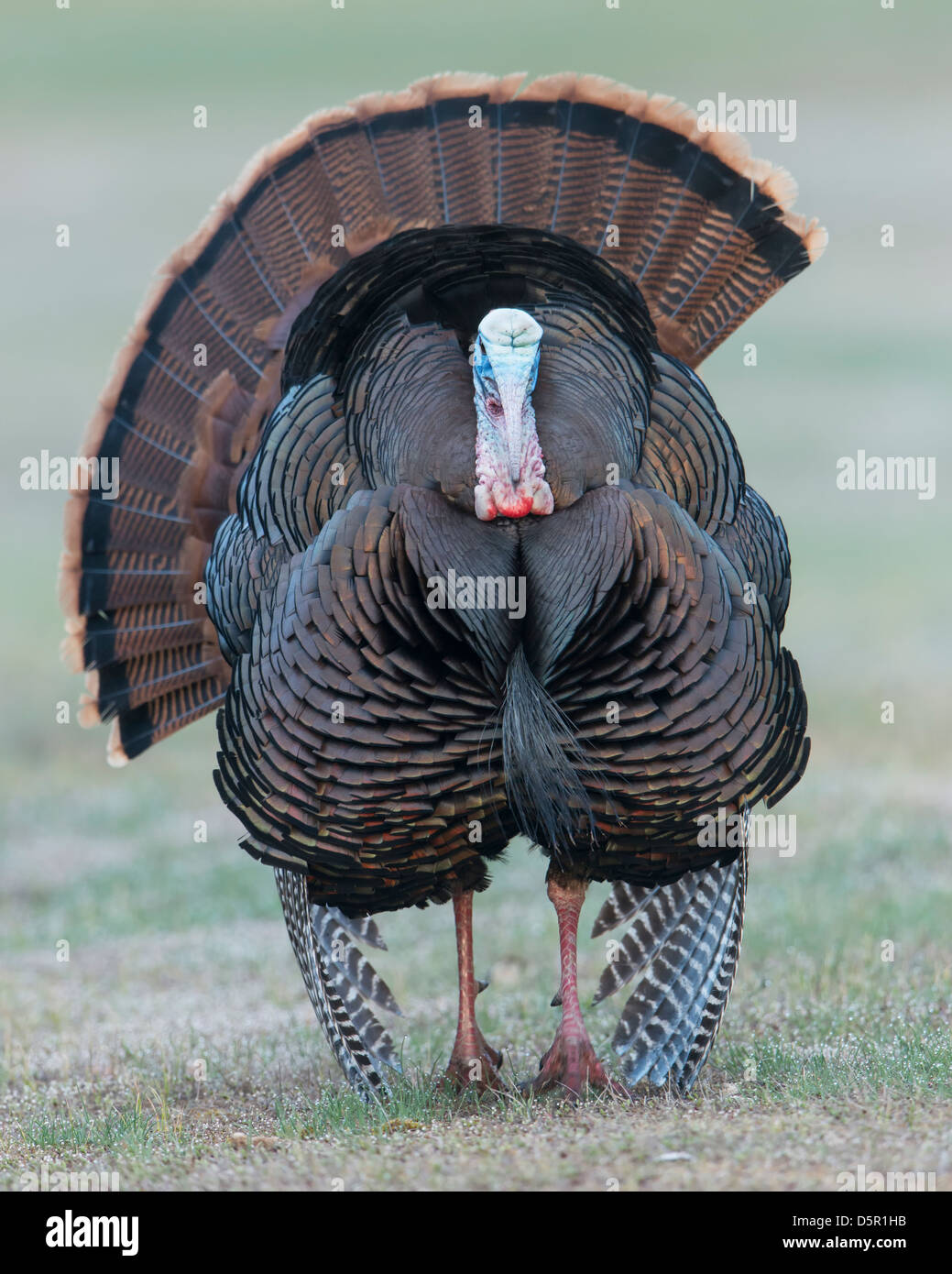 Porträt einer Anzeige wilder Truthahn (Meleagris Gallopavo) Tom, Western Montana Stockfoto