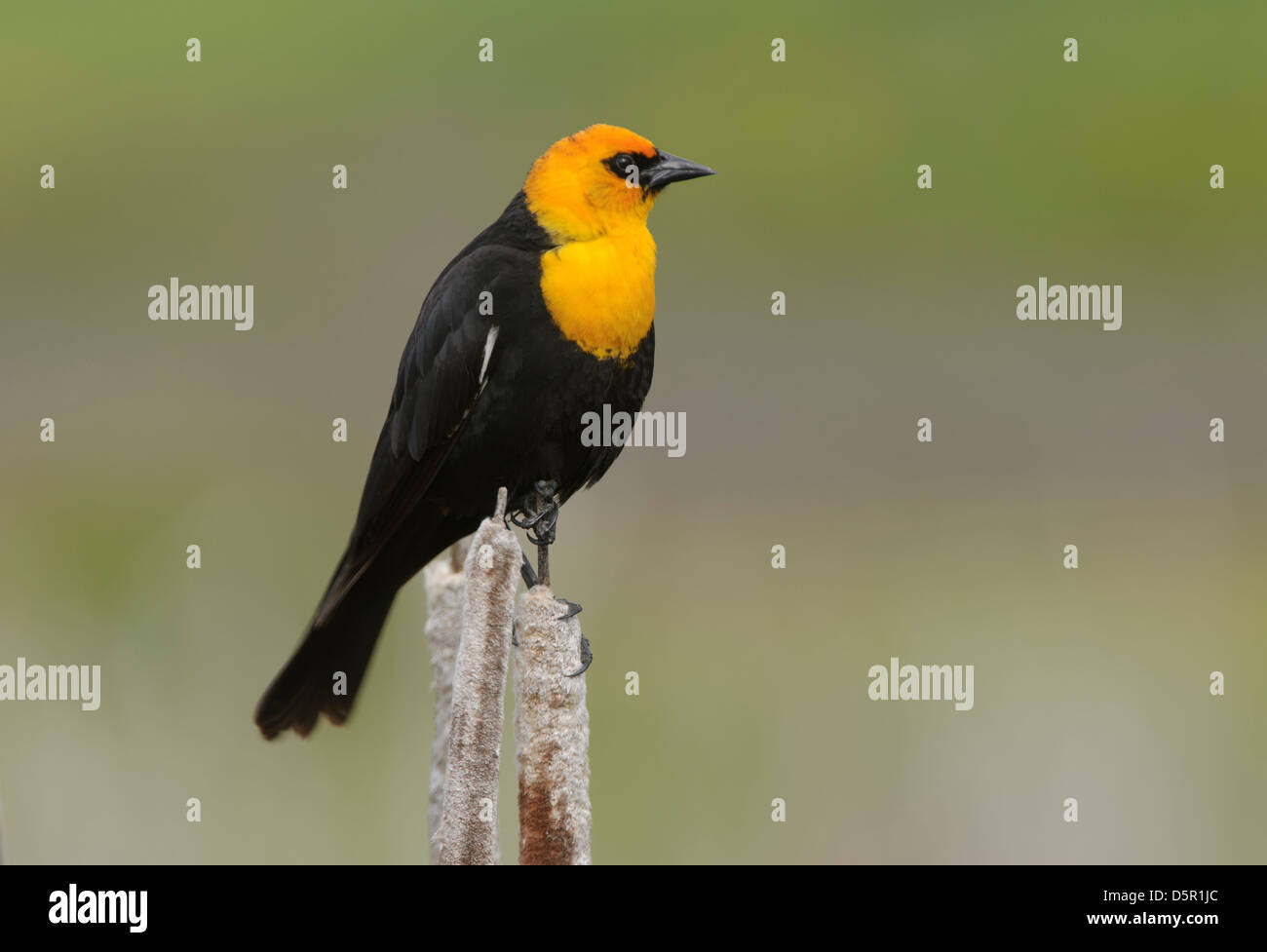 Gelb-vorangegangene Amsel (Xanthocephalus Xanthocephalus) thront auf einem Rohrkolben, Mission Valley, Montana Stockfoto