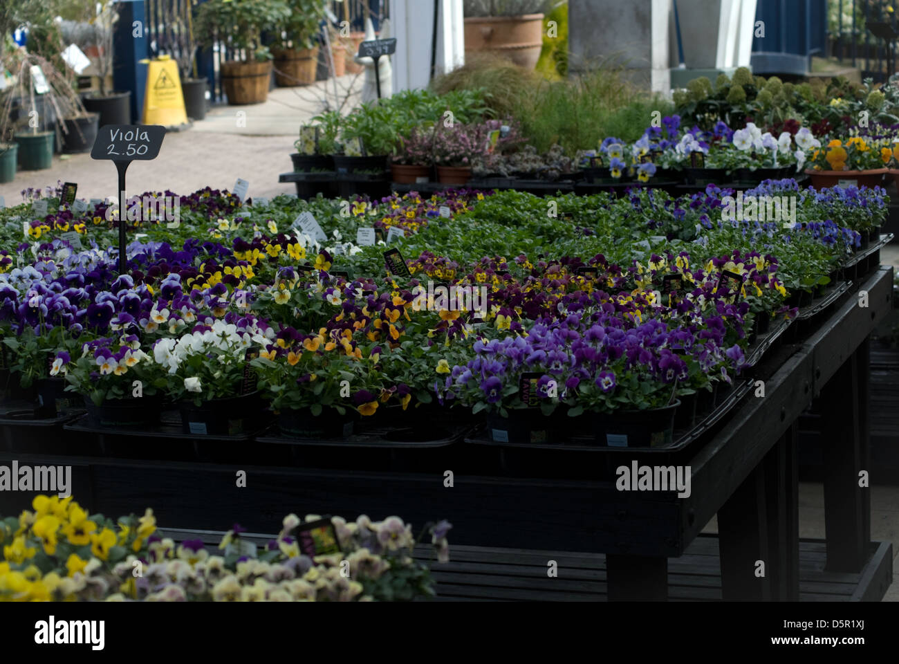 Verkauf von Blumen, Blumen auf dem Tisch im Garten-Center. Stockfoto