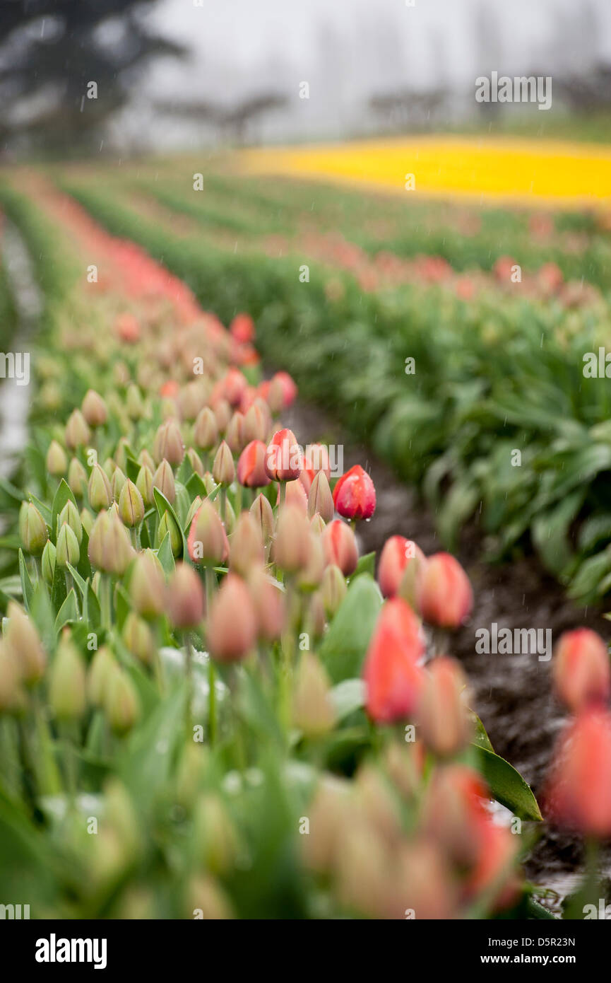 Ein sicheres Zeichen des Frühlings ist die Entstehung der bunten Tulpen im Skagit Tal der westlichen US-Bundesstaat Washington. Stockfoto