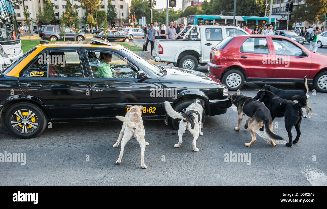 Taxifahrten und wilde Hunde in Santiago, Chile Stockfoto