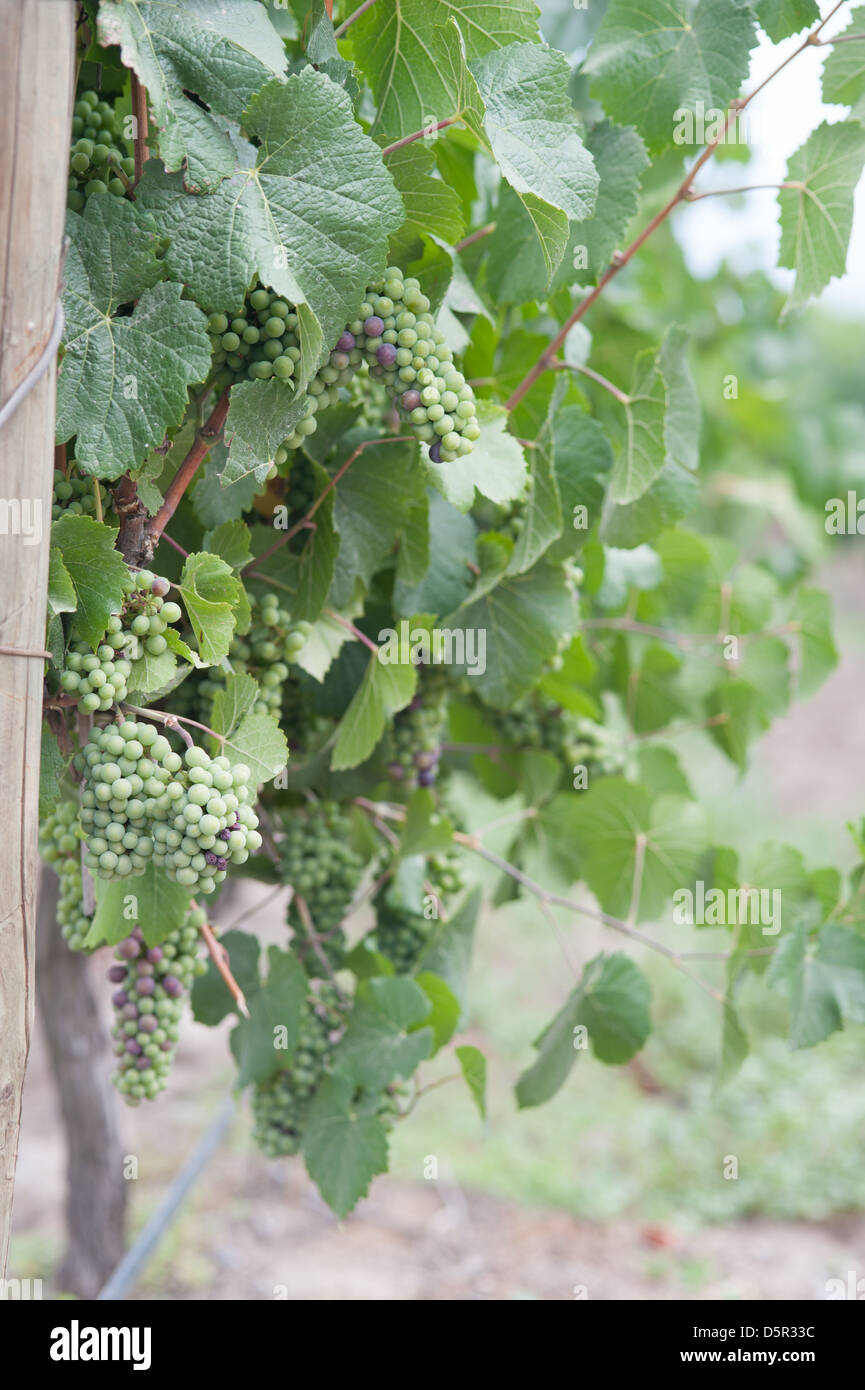 Undurraga Weinberge und Weinkeller in Talagante Chile Stockfoto