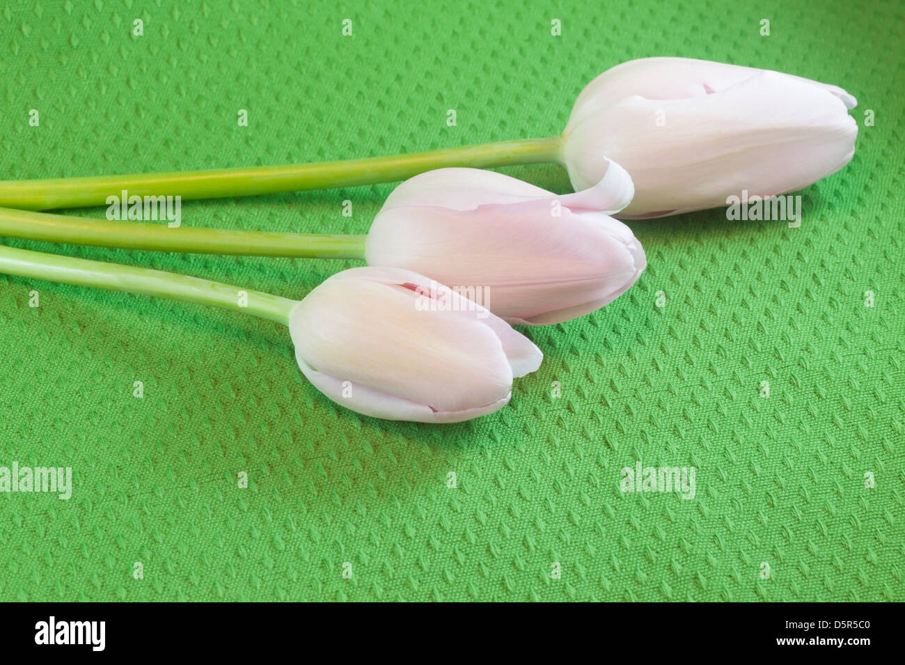 Rosa Frühlingslippen auf grüner Tischdecke Stockfoto