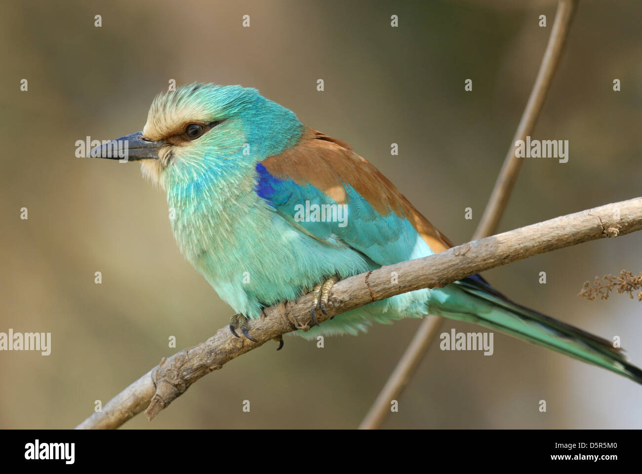 Abessinier Roller (Coracias Abyssinica) in Gambia, Afrika Stockfoto