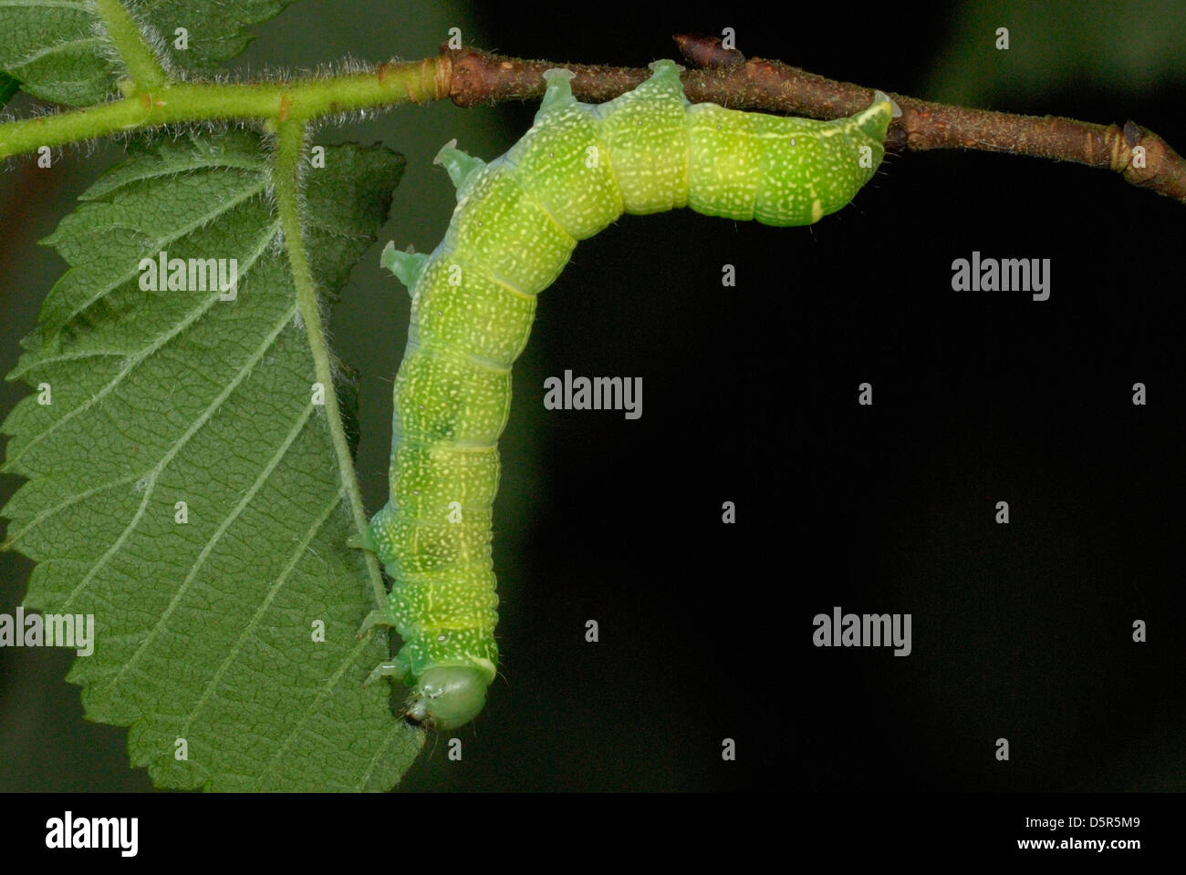 Gemeinsamen Quäker Motte (Orthosia Cerasi) Raupe Fütterung auf Ulme Blätter Stockfoto