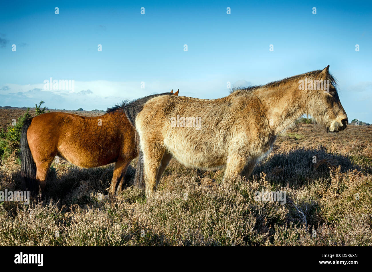 Ponys im New Forest National Park in Hampshire Stockfoto