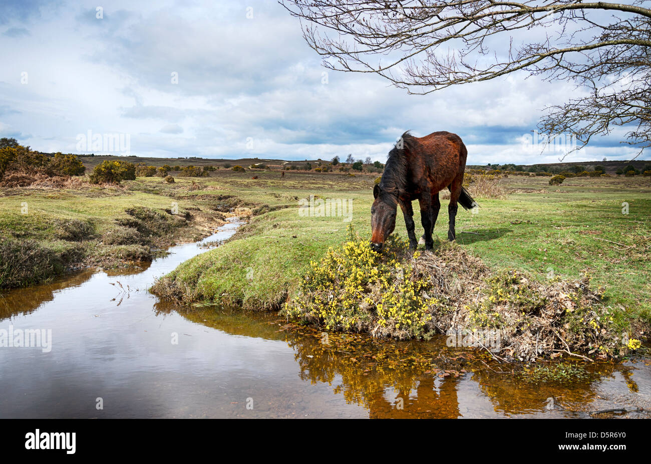 Ein Pony Weiden auf Ginster am Dockens Wasser im New Forest National Park in Hampshire Stockfoto