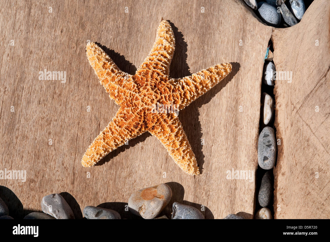 Starfish am Meer Strand Stockfoto