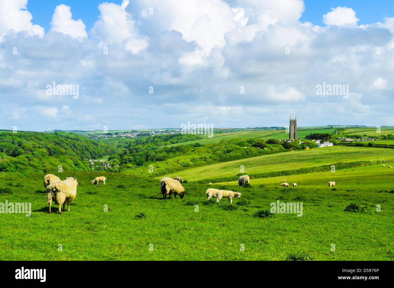 Schafe und Lämmer Weiden auf The Warren mit dem Weiler von Stoke in der Ferne, Devon, England. Stockfoto