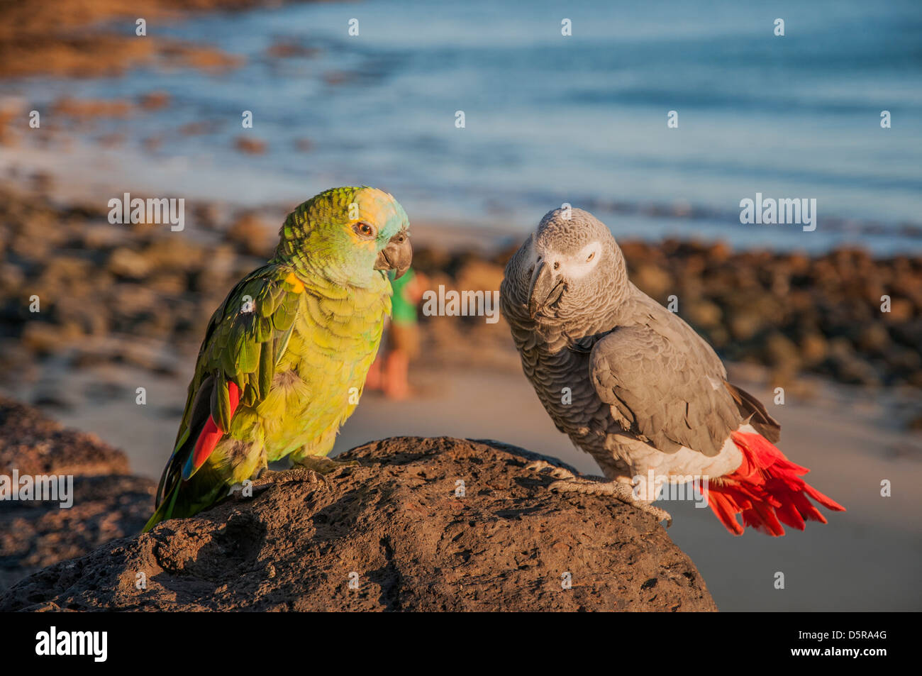 bunte Papageien thront auf einem Felsen am Meer Stockfoto