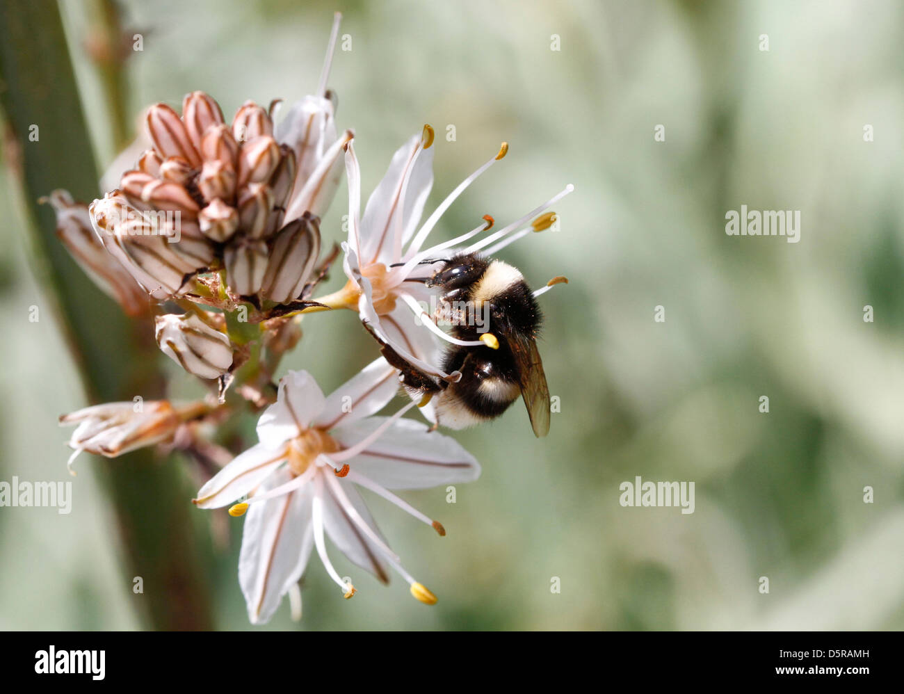 Eine Hummel leckt Pollen von einer Blume Stockfoto