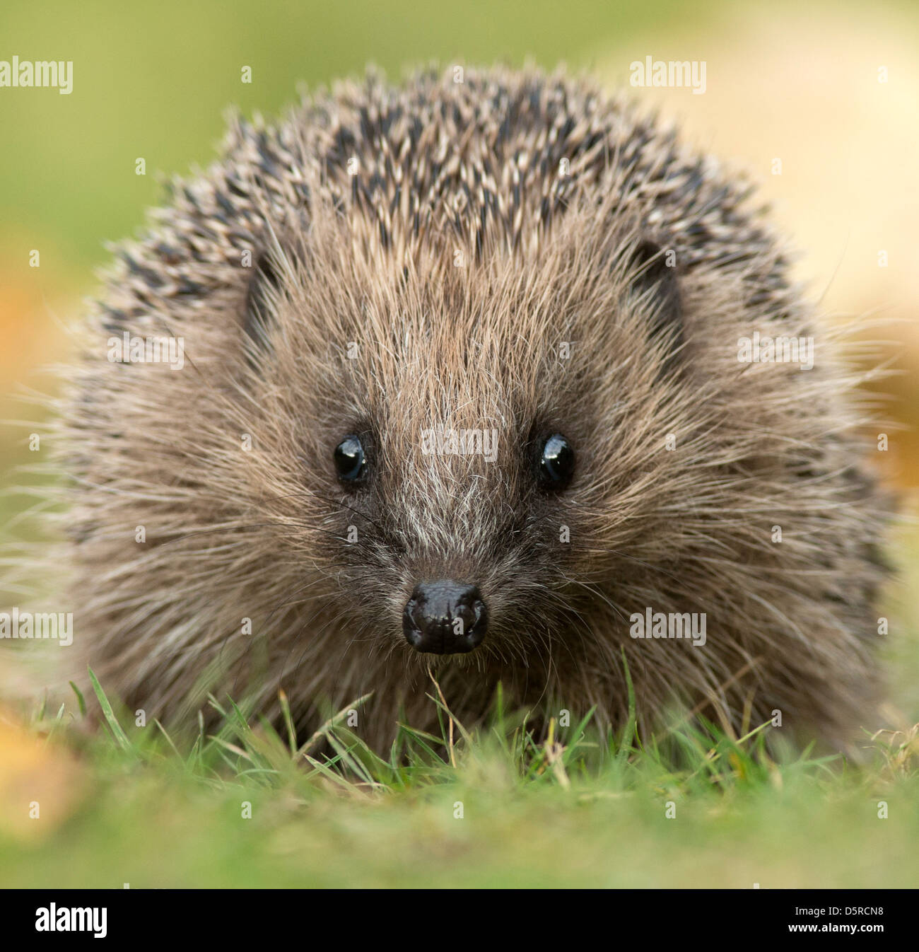 Igel, Erinarceus Europaeus, Ansicht, nach vorne schließen. Sussex. England Stockfoto