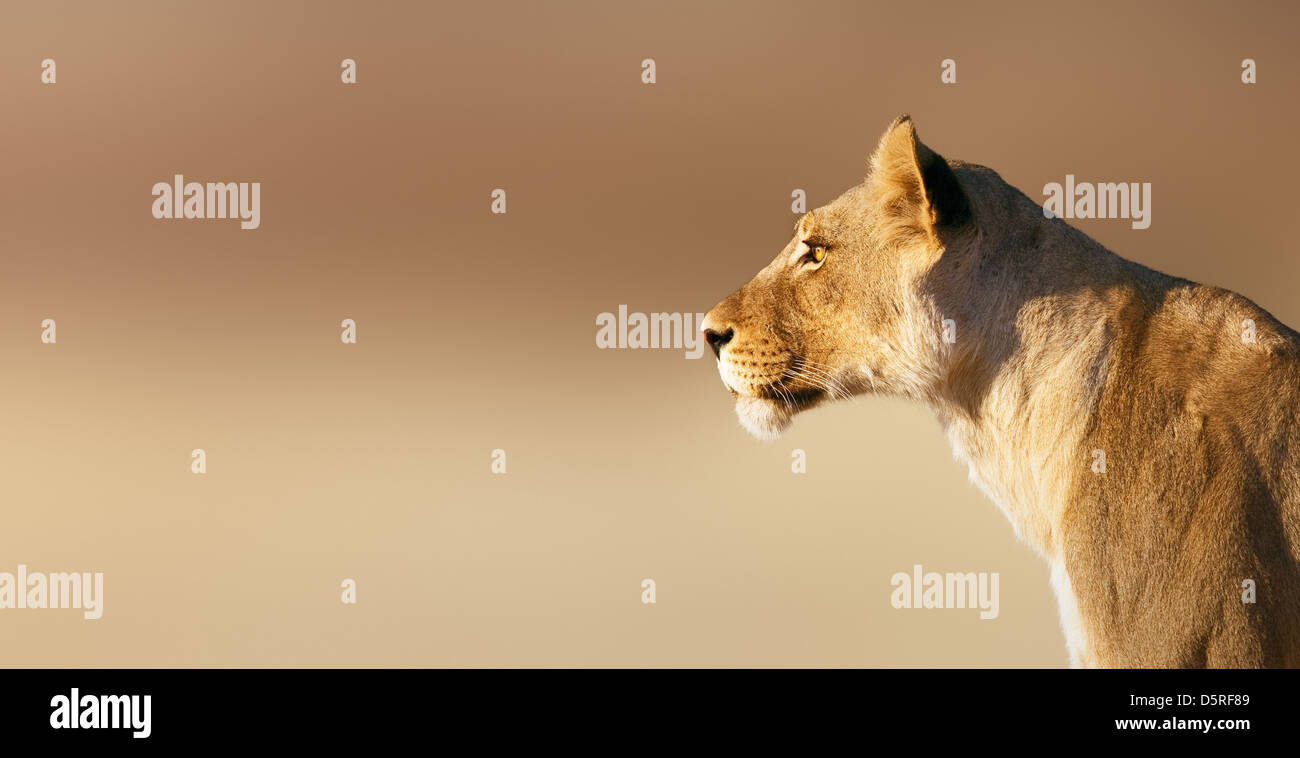 Lion; Weiblich; Panthera Leo; Südafrika Stockfoto