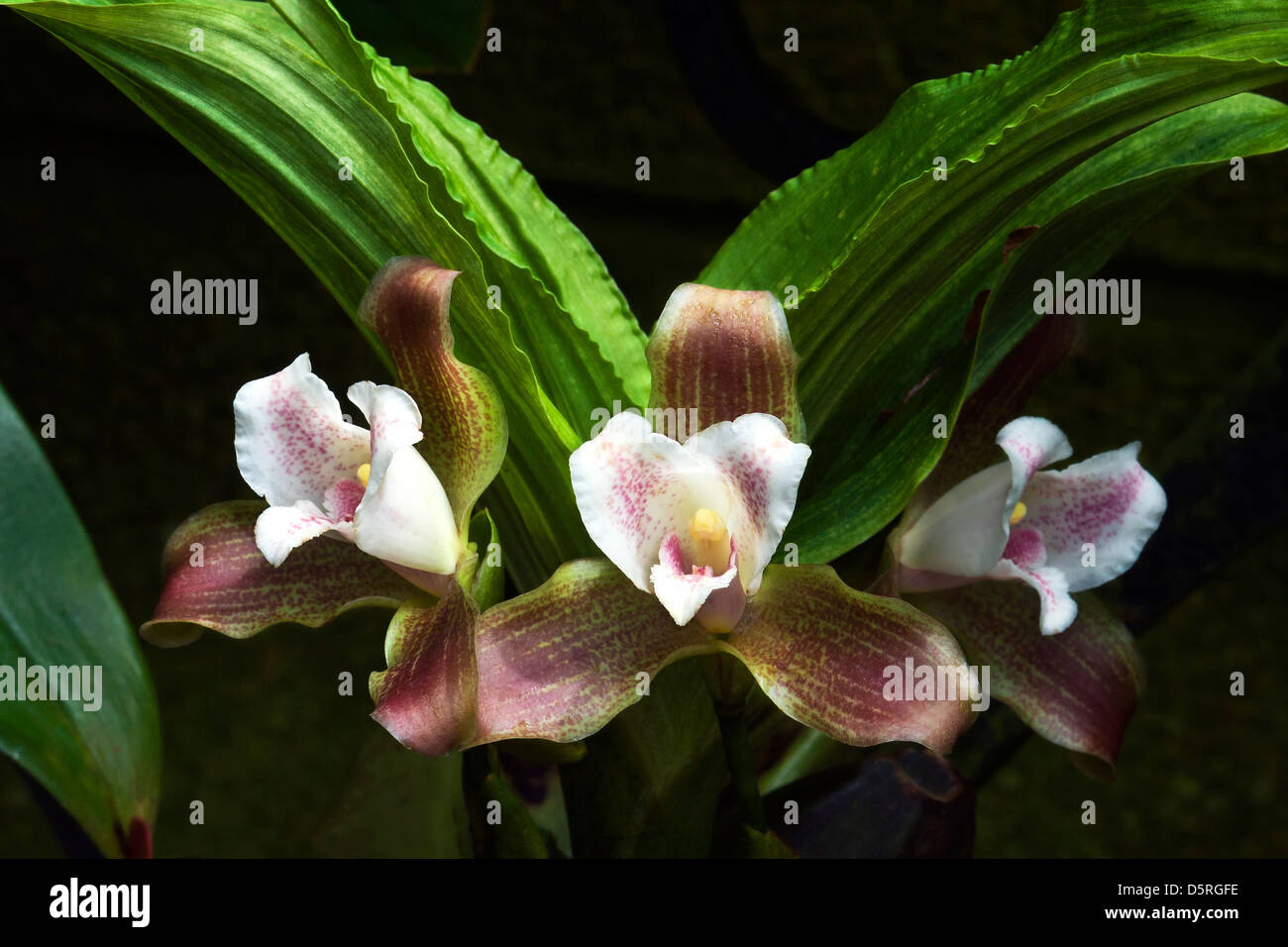 Orchidee Display Naturkulisse und Licht Stockfoto