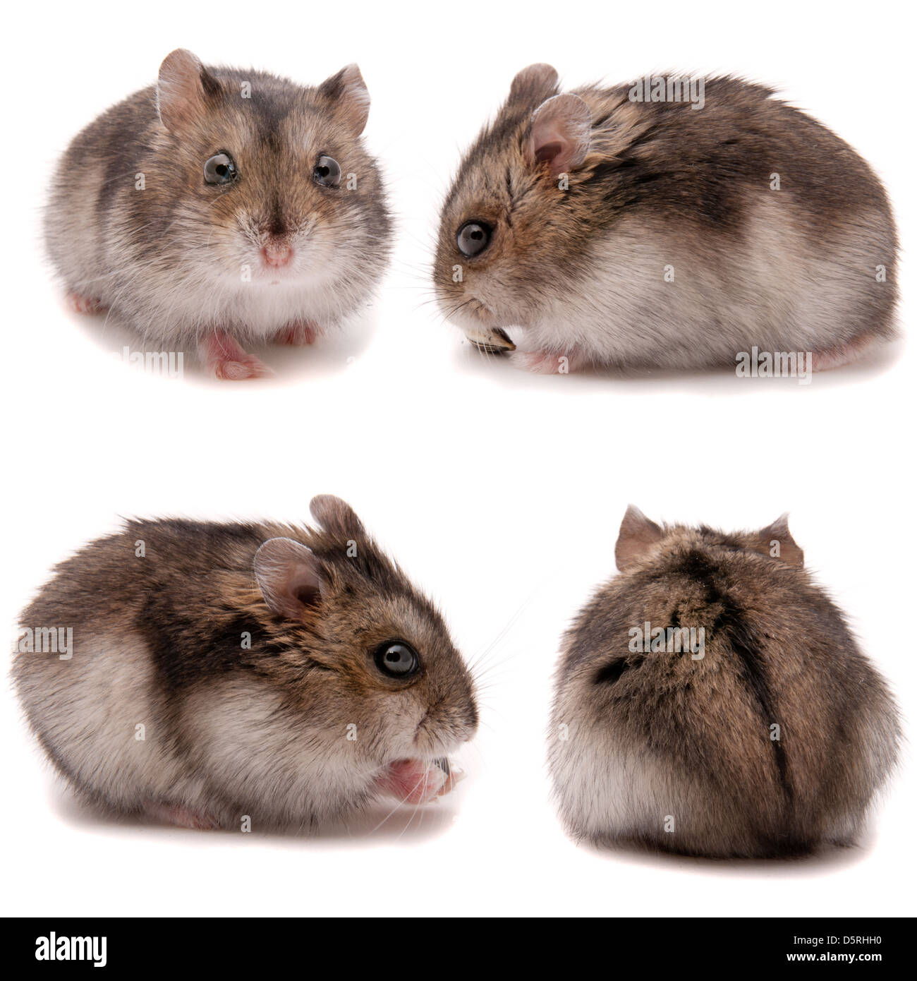 Kleine Zwerg-Hamster. Am weißen Studio-Hintergrund Stockfoto