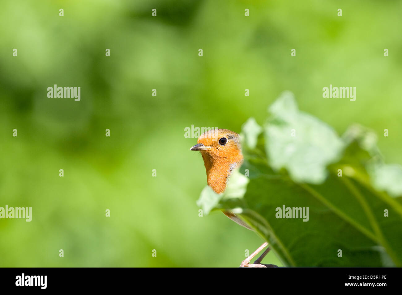Robin Peering, von hinter Rhabarber Blatt im Garten Erithacus rubecula Stockfoto