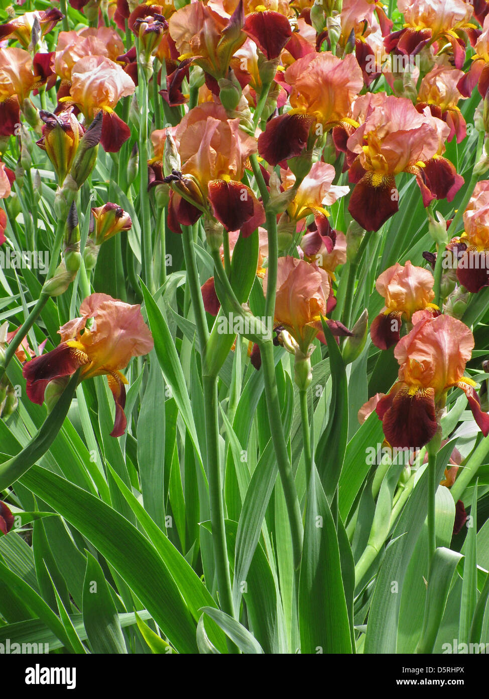 Blumenbeet mit Iris Blumen Stockfoto