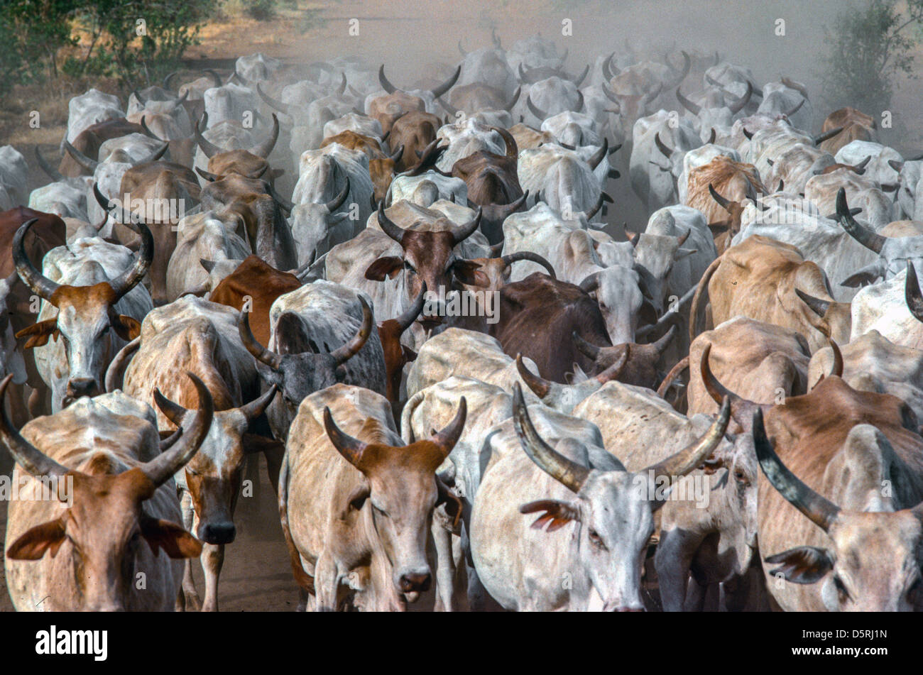 Eine Herde langgehörnter Rinder, die in einer Dürre im Nordosten Kenias auf einer staubigen Strecke auf neue Weide getrieben werden. Stockfoto