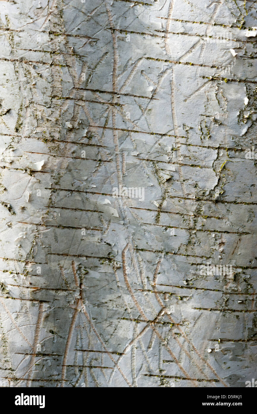 Textur von Silber Birkenrinde hautnah. Betula-Pendel Stockfoto