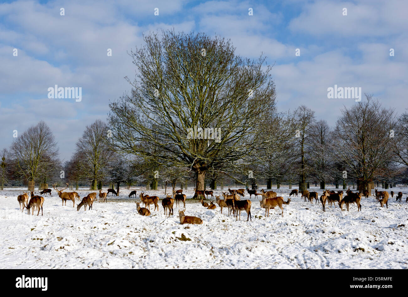 Eine Herde von Rotwild im Schnee bedeckt Bushy Park in London, im winter Stockfoto