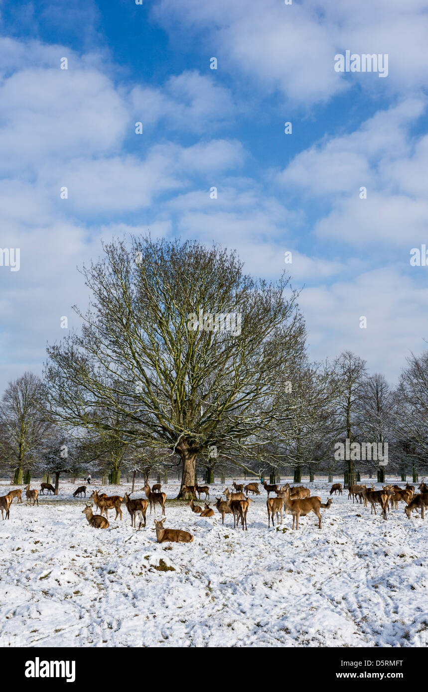 Eine Herde Rehe im Schnee bedeckt Bushy Park in London, Großbritannien Stockfoto