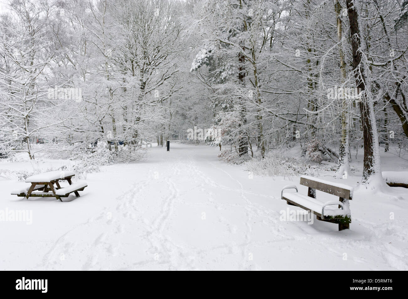 Heftige Schneefälle in Thorndon Country Park in Essex, England, UK Stockfoto